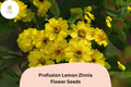 100+ Profusion Lemon Zinnia Seeds – Bright Yellow Blooms, Zinnia hybrida, Annual, Full Sun, Butterfly & Pollinator Friendly
