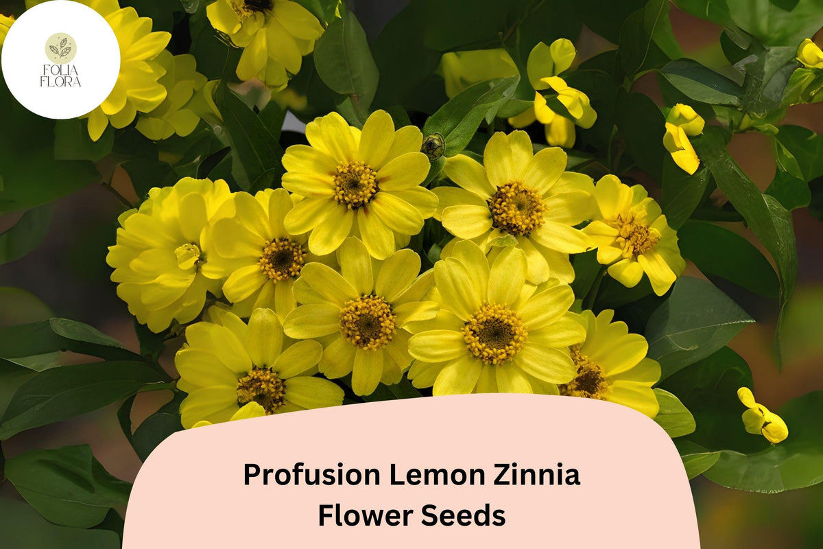 100+ Profusion Lemon Zinnia Seeds – Bright Yellow Blooms, Zinnia hybrida, Annual, Full Sun, Butterfly & Pollinator Friendly
