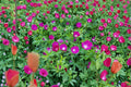 Callirhoe Involucrata Purple Poppy Mallow Seeds – Native Perennial Groundcover, Drought-Tolerant, Wildflower, Bee & Butterfly Attractant