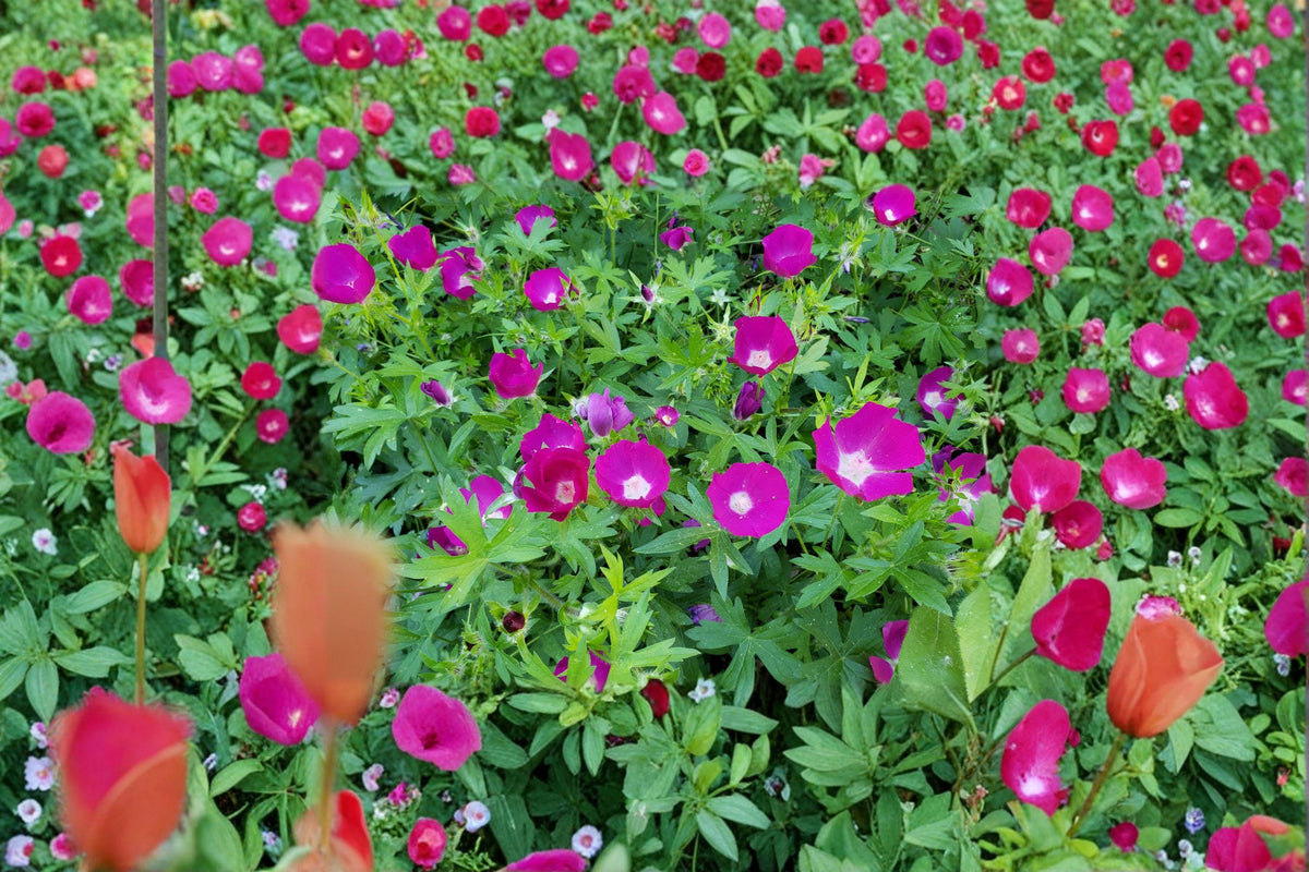 Callirhoe Involucrata Purple Poppy Mallow Seeds – Native Perennial Groundcover, Drought-Tolerant, Wildflower, Bee & Butterfly Attractant