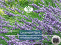 Organic California Lavender Unrooted Cuttings – 15 Live Lavender (Lavandula angustifolia) for Propagation & Garden