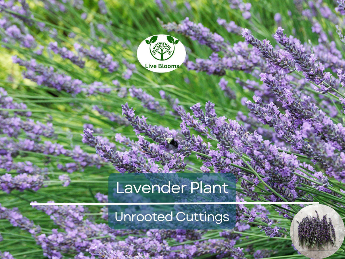 Organic California Lavender Unrooted Cuttings – 15 Live Lavender (Lavandula angustifolia) for Propagation & Garden