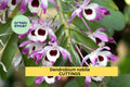 Dendrobium Nobile ‘Surprise’ Orchid Cuttings – 50 Mixed Colors, No Roots, Propagation Starter Pack, Cultivated Source