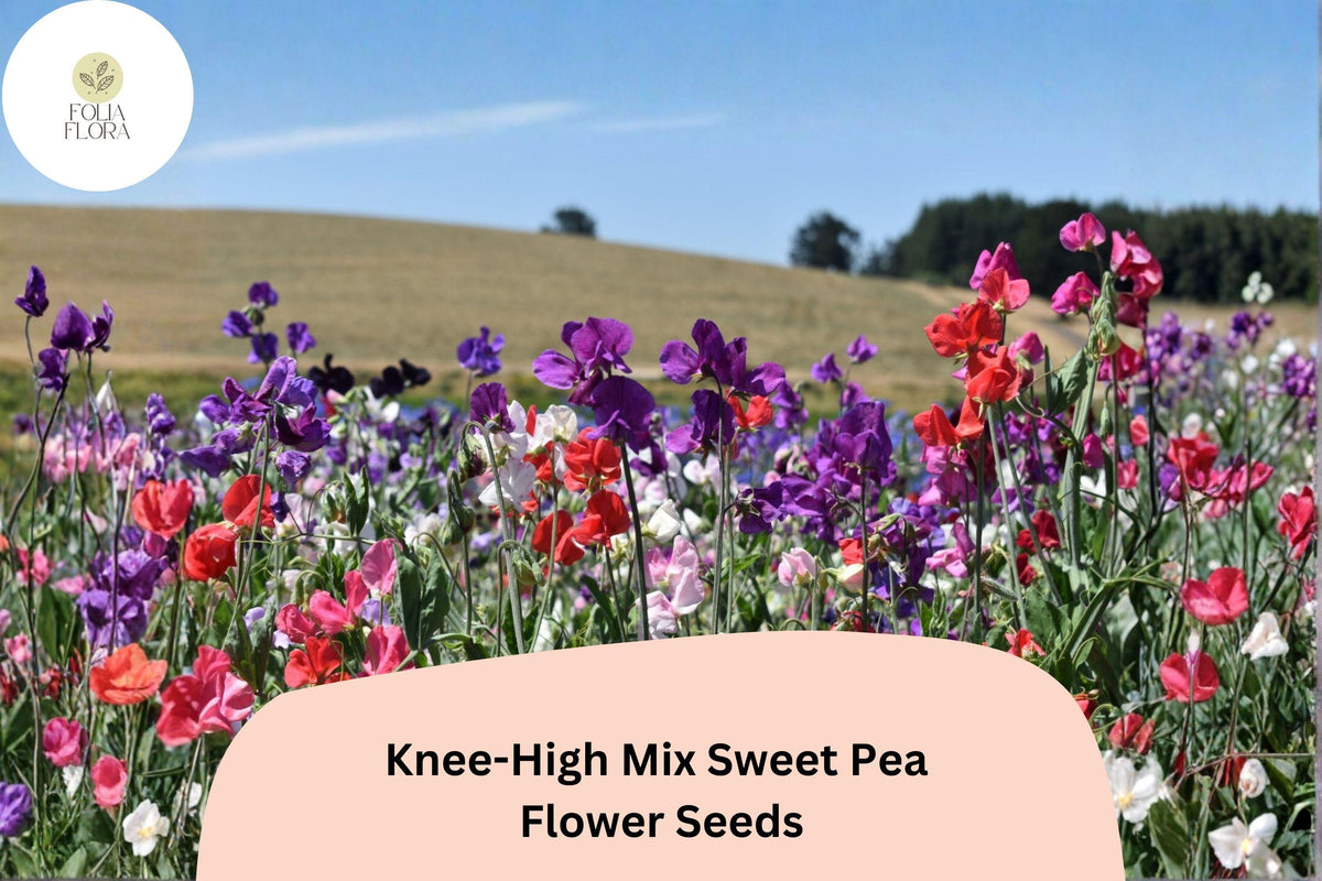 Knee-High Mix Sweet Pea Seeds | Dwarf Lathyrus odoratus Flowers in Mixed Colors | Ornamental Garden Seeds (50+ Seeds)