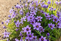 Western Blue-Eyed Grass Seeds – Sisyrinchium bellum – Native Perennial for Gardens & Wildflowers