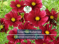 100 Seeds Cosmos Rubenza Dwarf Ruby Red Blooms – Cosmos bipinnatus Non-GMO Annual for Pollinators & Cut Flowers