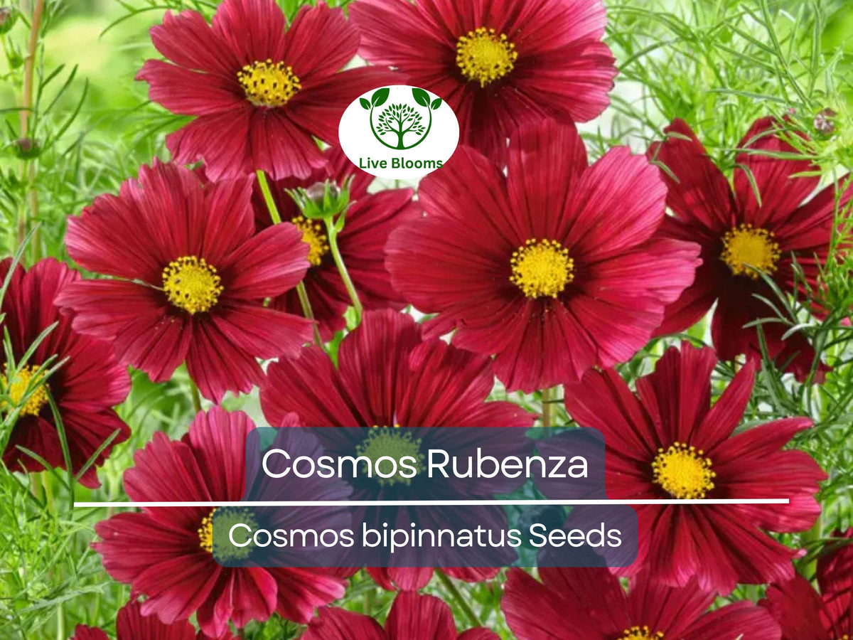 100 Seeds Cosmos Rubenza Dwarf Ruby Red Blooms – Cosmos bipinnatus Non-GMO Annual for Pollinators & Cut Flowers