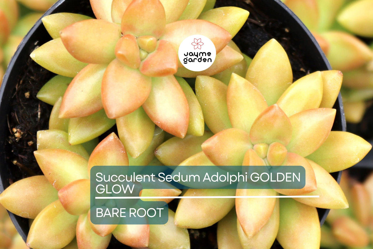 Sedum Adolphi Golden Glow Succulent Cuttings – Yellow-Green Rosettes, Orange-Red Foliage, Drought-Tolerant, Full Sun, Ground Cover, Container