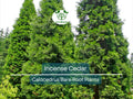 Incense Cedar Tree Seedlings – Bare Root Calocedrus decurrens – Fragrant Evergreen for Privacy, Landscape & Windbreaks (5 Pack)
