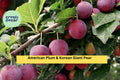 American Plum & Korean Giant Pear Grafting Cuttings – 10 Fresh Fruit Tree Scions for Rooting, Non-GMO, Hardy, Home Orchard Propagation