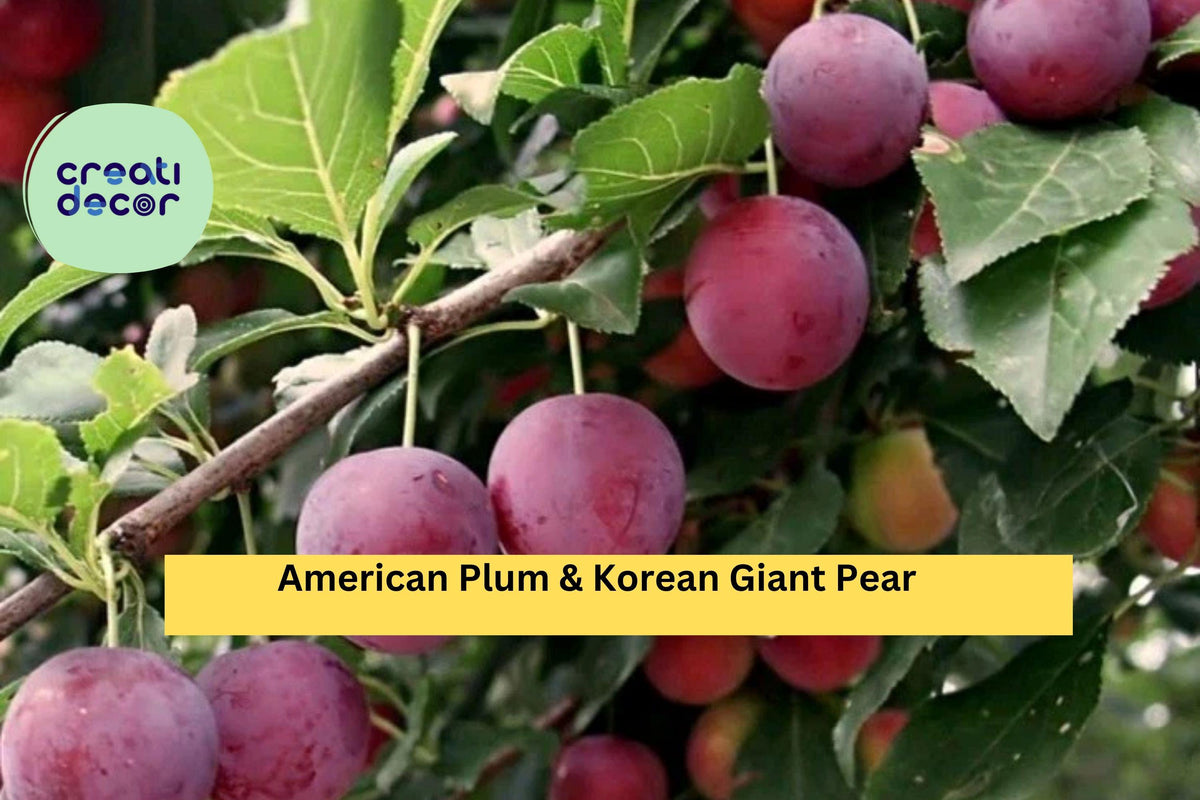 American Plum & Korean Giant Pear Grafting Cuttings – 10 Fresh Fruit Tree Scions for Rooting, Non-GMO, Hardy, Home Orchard Propagation