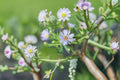 Plant Seeds – Symphyotrichum puniceum Purple-stemmed Aster Native Wildflower Pollinator Attracting Perennial