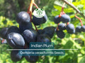 10 Indian Plum Seeds Oso Berry Edible Shrub Native Oemleria cerasiformis for Gardens & Wildlife