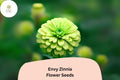 100+ Envy Zinnia Seeds – Lime Green Blooms for Gardens & Cut Flowers – Zinnia elegans ‘Envy’ – Easy to Grow, Pollinator Attracting Annual
