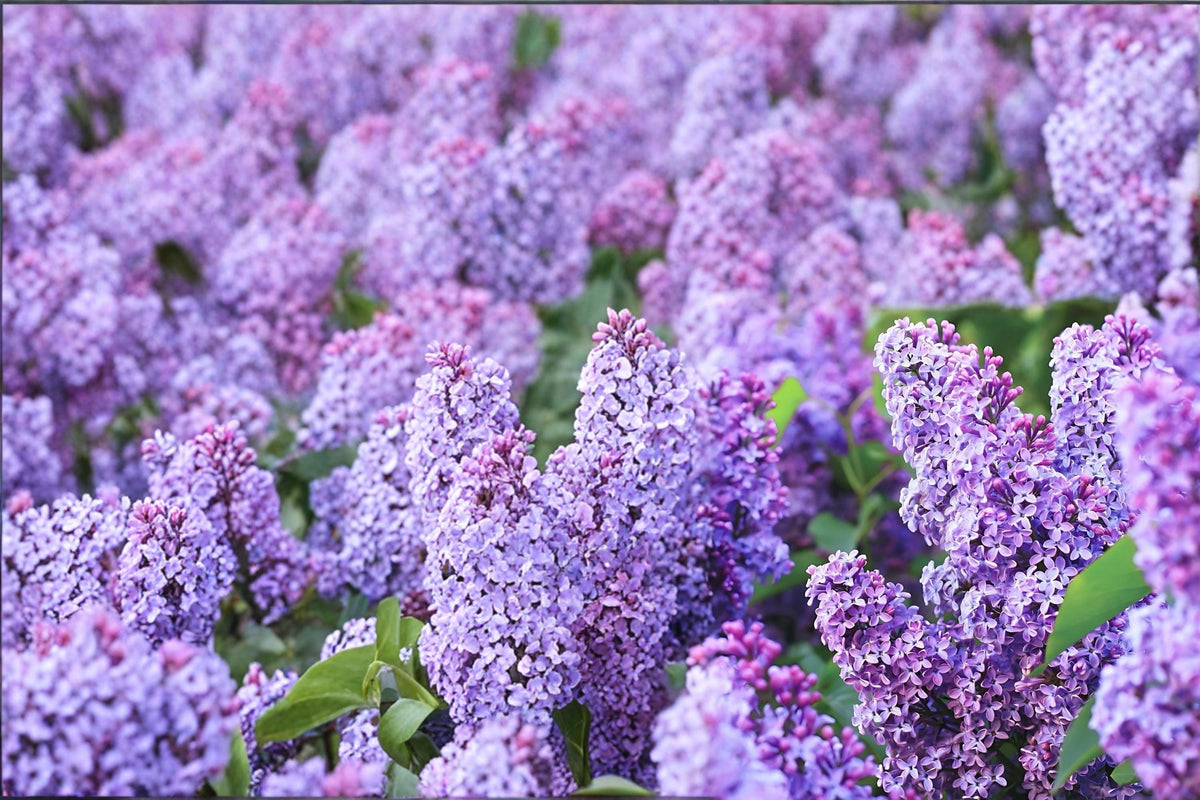 Old Fashioned Lilac Shrub - 2 Live Bare Root Plants, Purple Fragrant Flowers, Syringa vulgaris, Deciduous Garden Plant