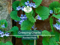 Creeping Charlie Plant, Pilea Nummulariifolia, Ground Cover, Trailing Vine, Indoor Outdoor, Easy Care, Low Maintenance