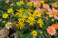 Golden Ragwort Seeds – Packera aurea, Native Perennial for Shade Gardens, Early Spring Bloom, Pollinator-Friendly, Moist Soil