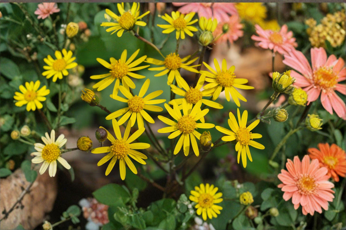 Golden Ragwort Seeds – Packera aurea, Native Perennial for Shade Gardens, Early Spring Bloom, Pollinator-Friendly, Moist Soil