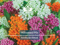 Milkweed Seeds Mix Deluxe – Perennial, Non-GMO, Monarch Butterfly Host Plant, Attracts Pollinators, Wildflower Garden, Hardy Flowers