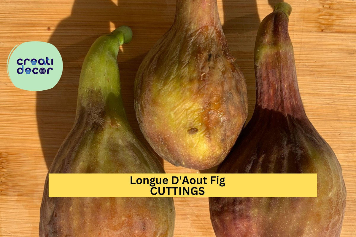 Longue D'Aout Fig Cuttings | Unrooted Ficus Carica 'Longue D'Aout' | Large Sweet Figs for Home Garden or Orchard