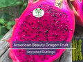 3 American Beauty Dragon Fruit Cuttings – Unrooted 8-10" Hylocereus undatus, Self-Pollinating Edible Fruit Cactus for Growing Pitaya