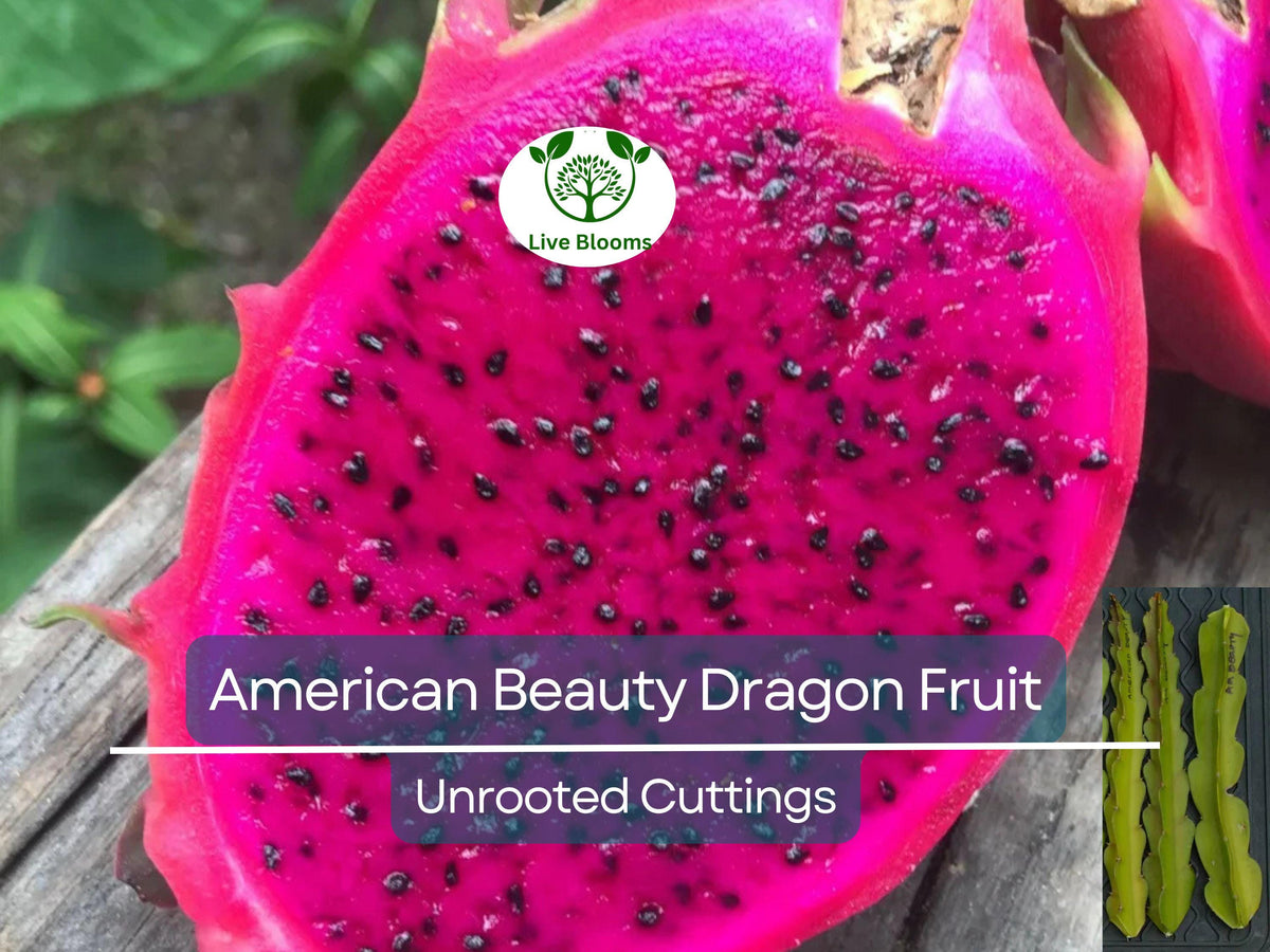 3 American Beauty Dragon Fruit Cuttings – Unrooted 8-10" Hylocereus undatus, Self-Pollinating Edible Fruit Cactus for Growing Pitaya