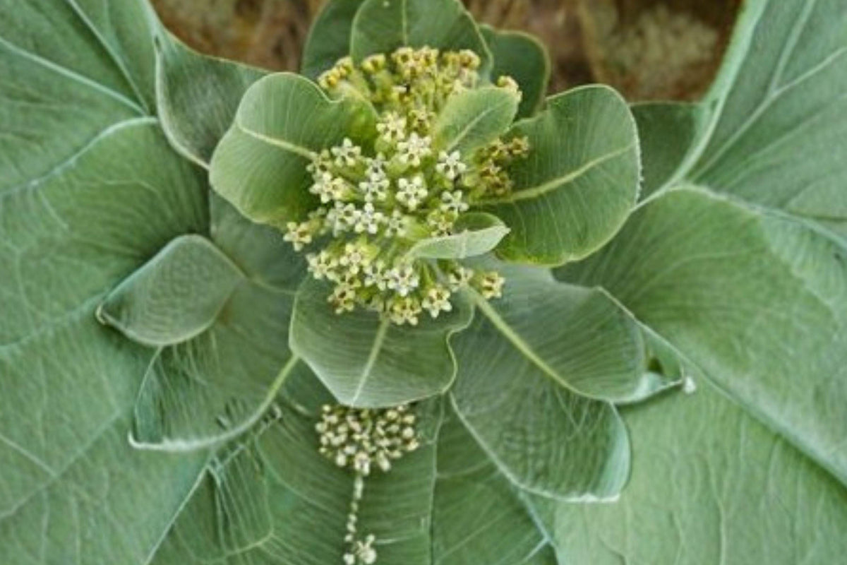 Western Sand Milkweed Seeds – Asclepias arenaria – Monarch Butterfly Host Plant – Native Perennial Wildflower