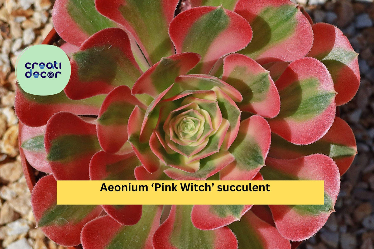 Aeonium Pink Witch Succulent – 3.5–4" Bare Root Plant – Rare Pink Rosette, Drought-Tolerant, Indoor & Outdoor Garden Plant