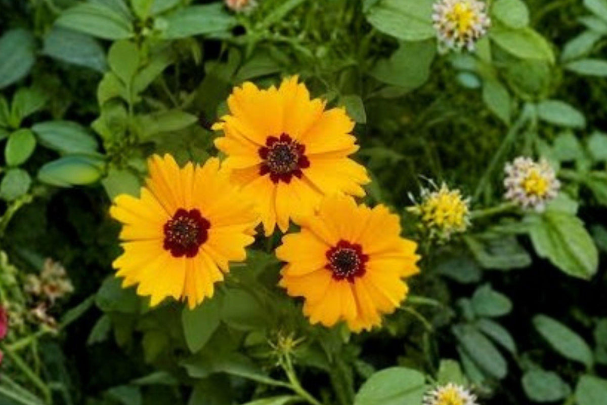 Golden Wave Tickseed Seeds – Coreopsis basalis – Native Annual Wildflower for Pollinator Gardens