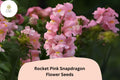 Antirrhinum majus Rocket Pink Snapdragon Seeds – 1000+ Vibrant Pink Blooms for Garden & Cut Flowers