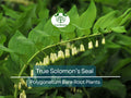10 Bare Root Solomon’s Seal Plants – Polygonatum biflorum Native Perennial for Shade & Woodland Gardens