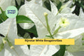 Rijnstar White Bougainvillea Live Rooted Starter Plug Plant, Tropical Flowering Vine with White Bracts for Trellis or Containers