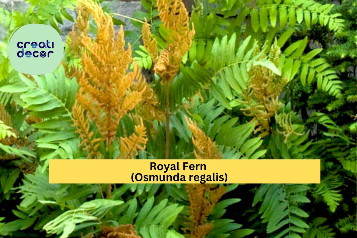 Royal Fern Rhizomes 6 Pack – Osmunda regalis Hardy Perennial Shade Ferns for Moist Soil Gardens
