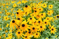 Black-eyed Susan Seeds 100mg Rudbeckia hirta Wildflower for Pollinator Gardens, Native North American Perennial