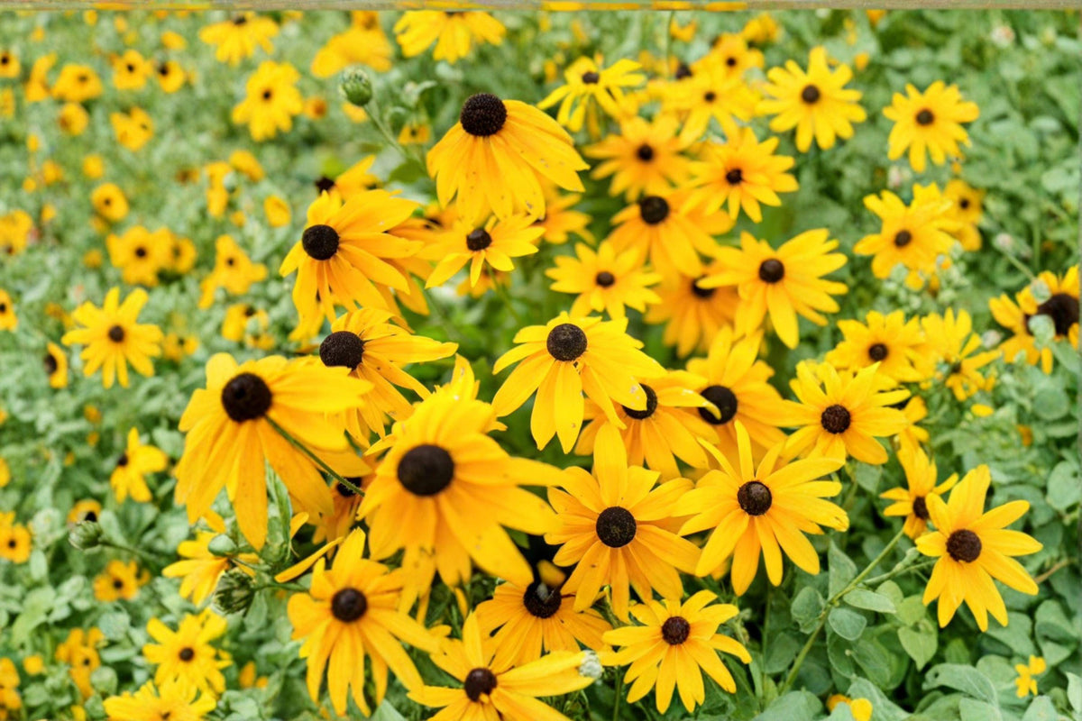 Black-eyed Susan Seeds 100mg Rudbeckia hirta Wildflower for Pollinator Gardens, Native North American Perennial