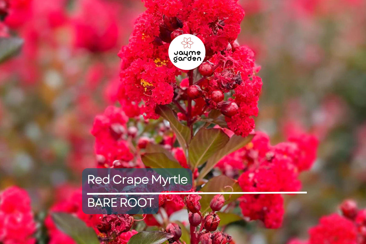 Red Crape Myrtle Trees 2ft - Live Bare Root Lagerstroemia indica ‘Red Rocket’ - Fast-Growing Red Blooms Zones 7-9