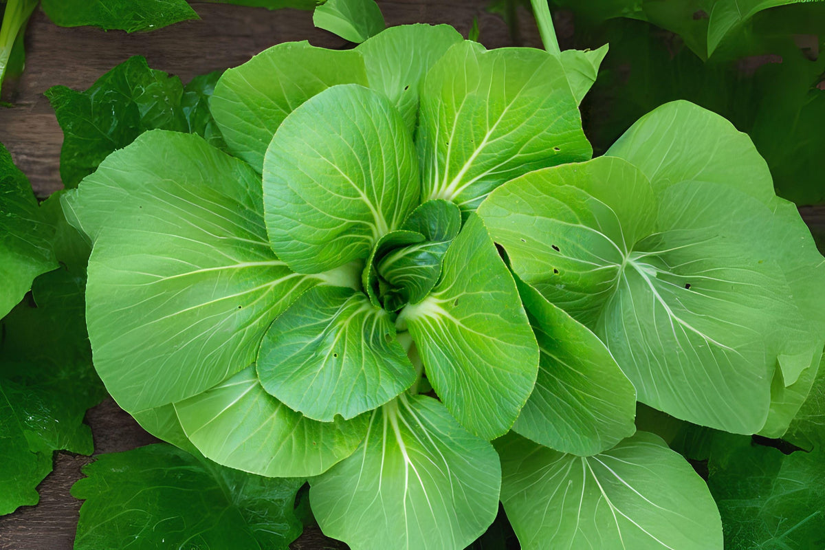 300 Komatsuna Seeds – Mustard Green Spinach Tendergreen Brassica rapa var. perviridis for Asian Cooking, Salad, Stir-Fry