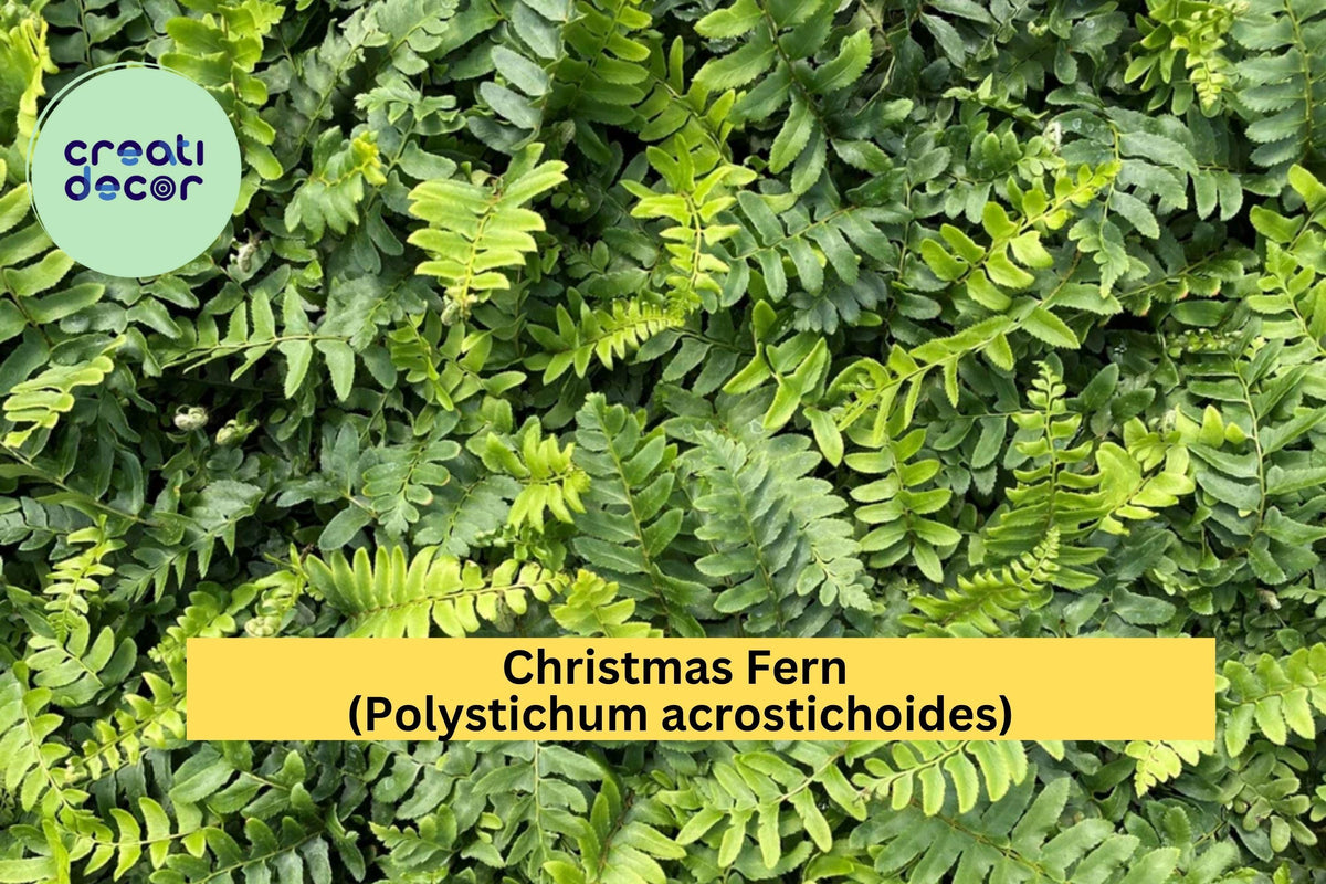 Christmas Fern Bare Root Plants – 25 Pack, Polystichum acrostichoides, Evergreen Woodland Fern for Shade Gardens and Natural Landscaping