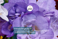 Freesia Single Blue Bulbs – Fragrant Violet-Blue Flowers, Spring Bloom, Garden & Container Planting, USDA Zones 9-10