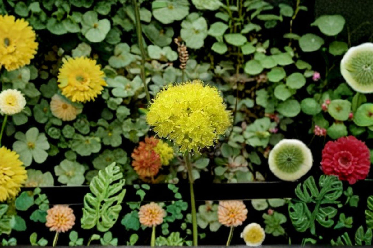 Eriogonum umbellatum Sulfurflower Seeds – Native Western Perennial, Drought-Tolerant, Pollinator Attractant, Xeriscape, Rock Garden Plant
