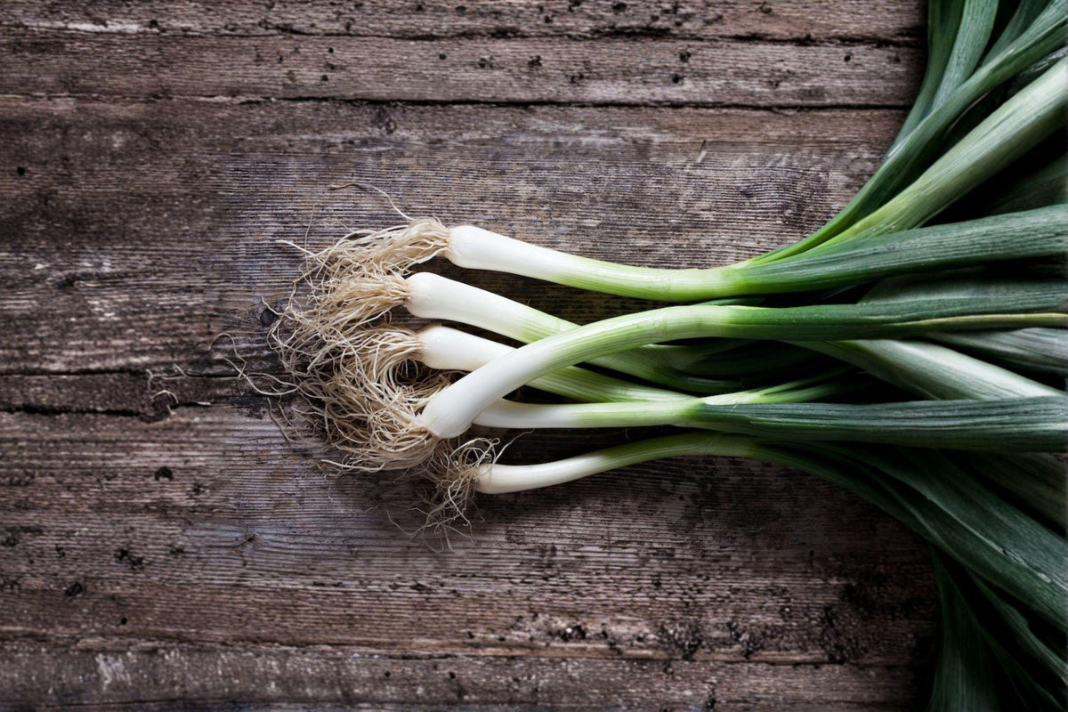Evergreen Bunching Onion Seeds – Allium fistulosum Non-Bulbing Green Onion, Cold Hardy, Fresh Vegetable Seeds for Home Garden