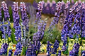 Large Leaf Lupine Seeds 500mg | Perennial Wildflower for Pollinator Gardens | Lupinus polyphyllus, Purple & Blue Blooms