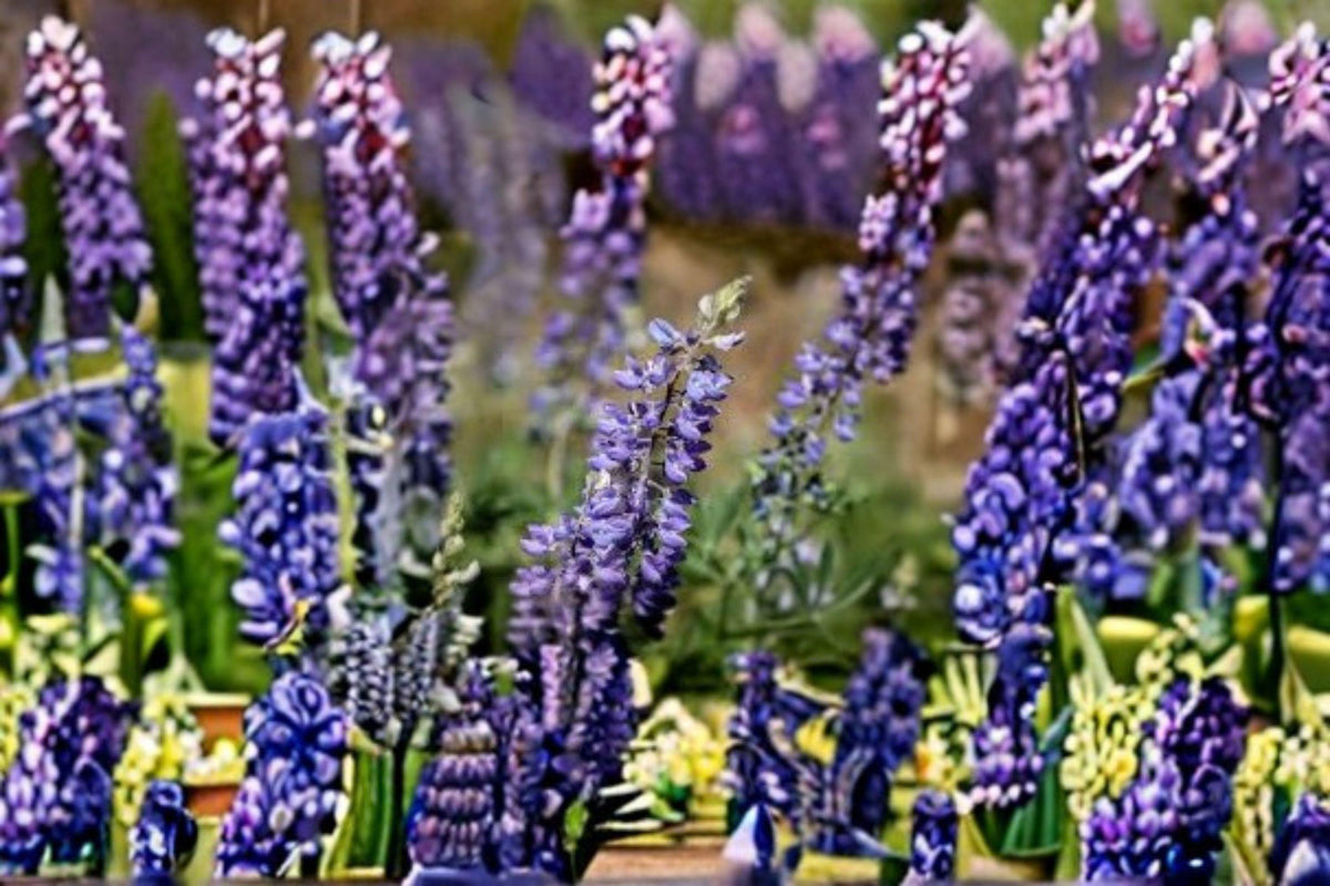Large Leaf Lupine Seeds 500mg | Perennial Wildflower for Pollinator Gardens | Lupinus polyphyllus, Purple & Blue Blooms