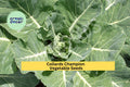 3pcs Collards Champion Seeds – Heirloom Green Leaf Vegetables for Garden Beds, Containers, Brassica oleracea