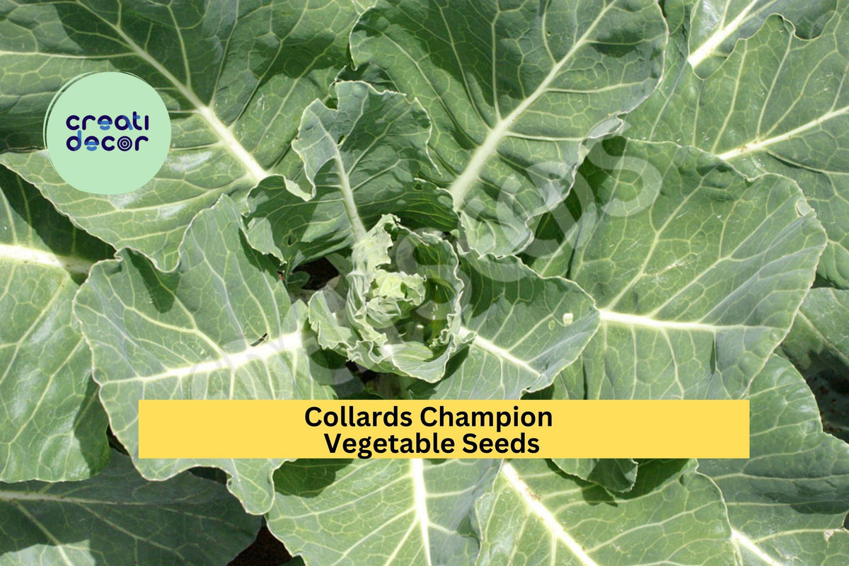 3pcs Collards Champion Seeds – Heirloom Green Leaf Vegetables for Garden Beds, Containers, Brassica oleracea