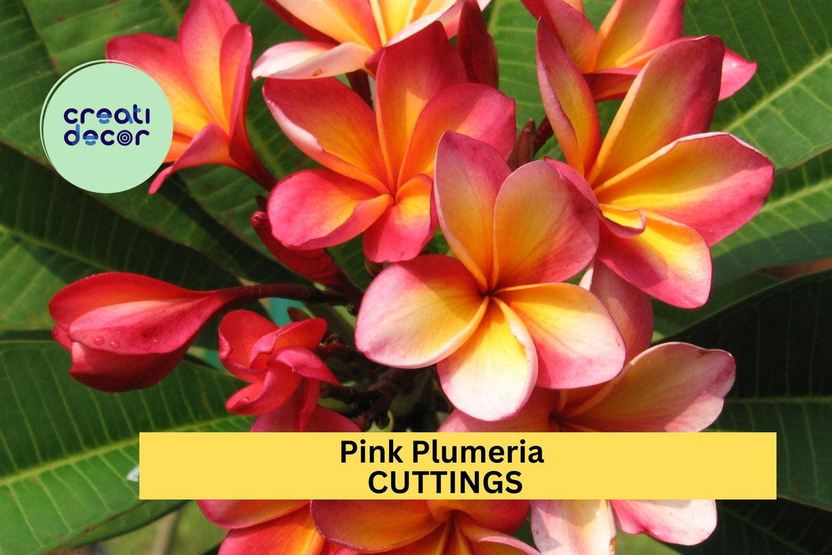 Pink Plumeria Cuttings – 2 Unrooted 10" Single Head Frangipani Plants – Tropical Garden, Patio, Container, Fragrant Pink Flowers