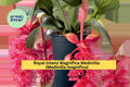 Live Medinilla magnifica Starter Plant – Royal Intenz Magnifica Tropical Flowering Houseplant