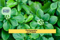 10 Pachysandra terminalis Cuttings | Japanese Spurge Ground Cover | Evergreen Shade Plant | Easy Rooting Perennial for Garden Borders