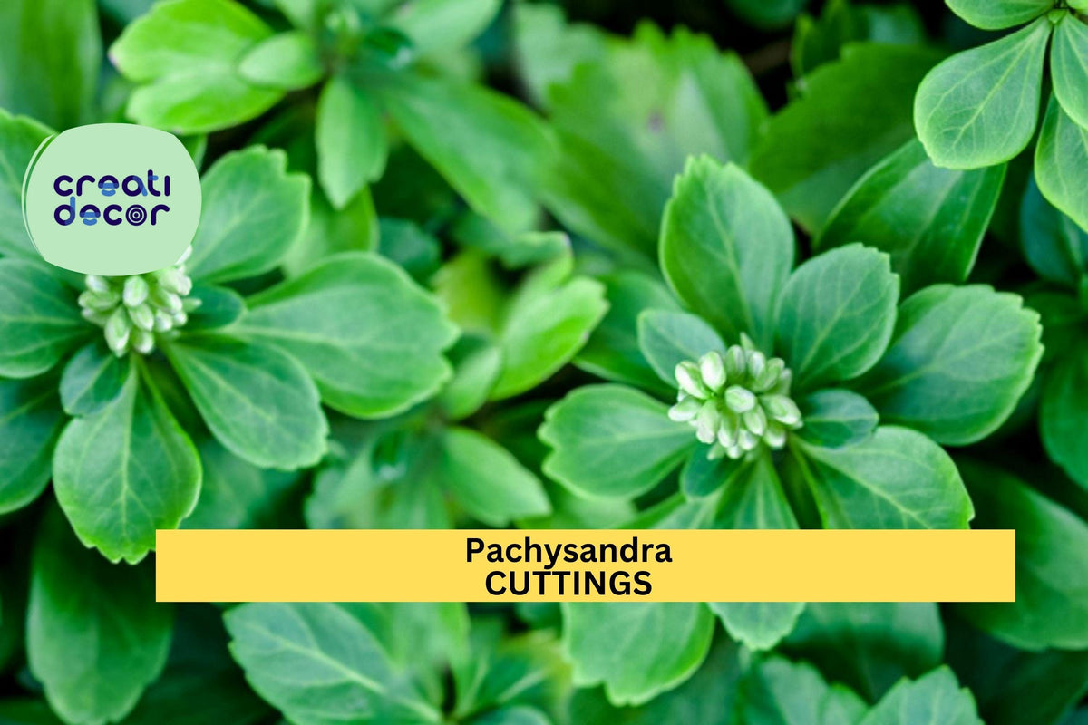 10 Pachysandra terminalis Cuttings | Japanese Spurge Ground Cover | Evergreen Shade Plant | Easy Rooting Perennial for Garden Borders