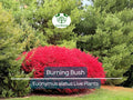Burning Bush Live Plant – 3 Inch Rooted Euonymus Alatus Shrub with Vibrant Fall Red Foliage, Ornamental Hedge, Low Maintenance